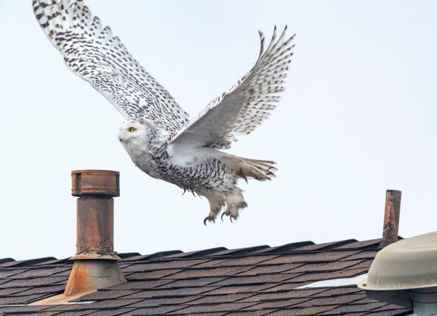 A snowy owl that found its way from the Arctic tundra in Alaska or northern Canada, takes flight from a rooftop of a home in Cypress during its second week of living in the Southern California neighborhood, on Wednesday, January 4, 2023. (Photo by Mark Rightmire, Orange County Register/SCNG)