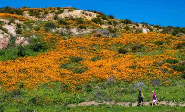 Hikers make their way past a colorful hillside of California poppies as they make their way along Weir Canyon Trail in Anaheim Hills on Wednesday, February 8, 2023. (Photo by Mark Rightmire, Orange County Register/SCNG)