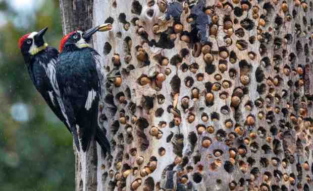 Two acorn woodpeckers place acorns in an old sycamore tree in the rain at Irvine Regional Park in Orange as another winter storm brought more rain to Orange County and Southern California on Friday, March 10, 2023.(Photo by Mark Rightmire, Orange County Register/SCNG)