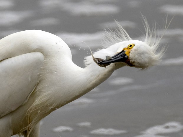 A Snowy egret takes care of lunch at Crystal Cove State Beach in Newport Beach, CA on Tuesday, April 25, 2023. (Photo by Paul Bersebach, Orange County Register/SCNG)