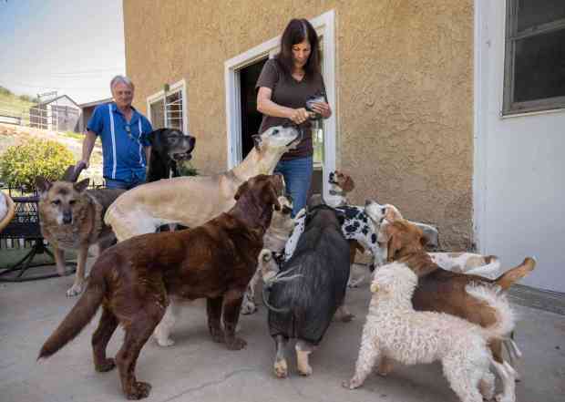 Teresa Taylor gives some of her 20 dogs and one pig treats as her husband Russell Taylor watches. Their nonprofit Modjeska Ranch Animal Rescue has morphed into more of a hospice and sanctuary for sick and unwanted animals. (Photo by Mindy Schauer, Orange County Register/SCNG)