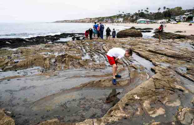 Mac Hinsch checks out the tidepools during an event at Crystal Cove State Park in Laguna Beach, CA on Wednesday, June 14, 2023. The ranger-led program was part of California State Parks Week, June 14 to 18. (Photo by Paul Bersebach, Orange County Register/SCNG)