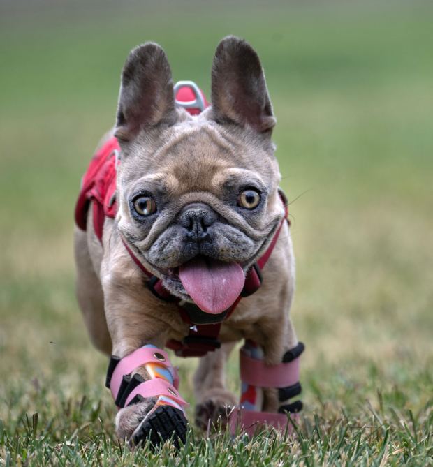 Sydney, a pug with deformed paws as a result of over breeding, wears prosthetic braces so that she can still be mobile. Debbie Pearl has taken in, so far, six dogs with disabilities caused by abuse. Sydney frolics in a Huntington Beach park on Sunday, June 18, 2023. (Photo by Mindy Schauer, Orange County Register/SCNG)