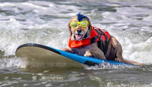 Derby, owned by Kentucky Gallahue of San Diego, relaxes as he rides his surfboard during the Surf Dog event of the Incredible Dog Challenge western regional competition held at Huntington State Beach in Huntington Beach on Friday, June 23, 2023. The competition continues with the finals on Saturday, June 24th. (Photo by Mark Rightmire, Orange County Register/SCNG)