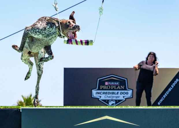 As owner Tammy Strassenberg of Camp Verde, Arizona, right, watches, Buckshot flies through the air as he prepares to grab a hanging bumper after running and leaping off a 40-foot long stage only to land in a large pool of water during the Fetch It! event of the Incredible Dog Challenge western regional competition held at Huntington State Beach in Huntington Beach on Friday, June 23, 2023. The competition continues with the finals on Saturday, June 24th. (Photo by Mark Rightmire, Orange County Register/SCNG)
