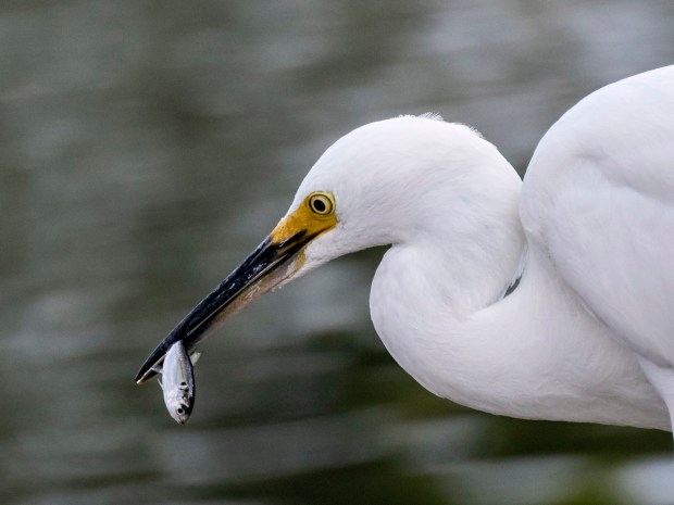 A Snowy Egret picks up lunch from the lake at Mile Square Park in Fountain Valley, CA on Monday, September 18, 2023. (Photo by Paul Bersebach, Orange County Register/SCNG)