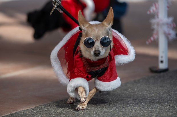 Honey struts her stuff during the Candy Canine Costume Contest in downtown Anaheim during the annual tree lighting and holiday village community event on Sunday, December 3, 2023. (Photo by Mindy Schauer, Orange County Register/SCNG)