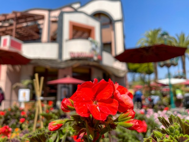 Angel eyes grow outside Tortilla Jo's at Downtown Disney District in Anaheim, CA, on Wednesday, March 16, 2022. (Photo by Jeff Gritchen, Orange County Register/SCNG)