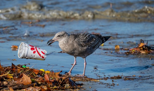 A gull picks up a fast food drink cup that washed up along the bank of the San Gabriel River just a few hundred yards from the Pacific Ocean in Seal Beach on Tuesday morning, December 13, 2022. Recent heavy rains have sent trash flowing down the river from many miles inland. (Photo by Mark Rightmire, Orange County Register/SCNG)