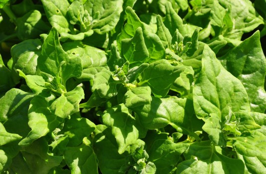 New Zealand spinach (Tetragonia tetragonioides). (Getty Images)
