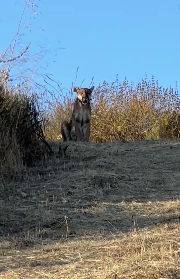 A mountain lion named "Uno" for her injured eye was killed by a vehicle collision on Jan. 18, 2024 near Cook's Corner on Santiago Canyon Road. The four-year-old mountain lion was part of UC Davis research on local populations and was monitored for two years.