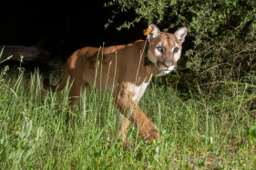 The 4-year-old mountain lion, possibly pregnant, was documented regularly along trails and in wilderness parks -- but never showed aggression toward humans. 